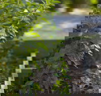 Grampians Eco YHA - Hostel - eAccommodation