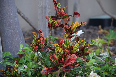 Gladstone Heights Executive Apartments - eAccommodation 3