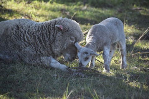 Clandulla Cottages - eAccommodation 0