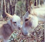 Donkey Tales Farm Cottages - eAccommodation