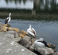 Saltwater Seafoods - eAccommodation