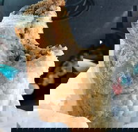 Foster's Bakery - eAccommodation