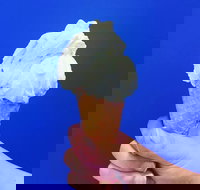 Gelato Papa - eAccommodation