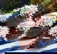 Watkins Bay Coffee Trading Company - eAccommodation