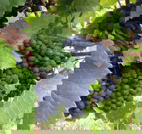 Marcus Hill Vineyard - eAccommodation