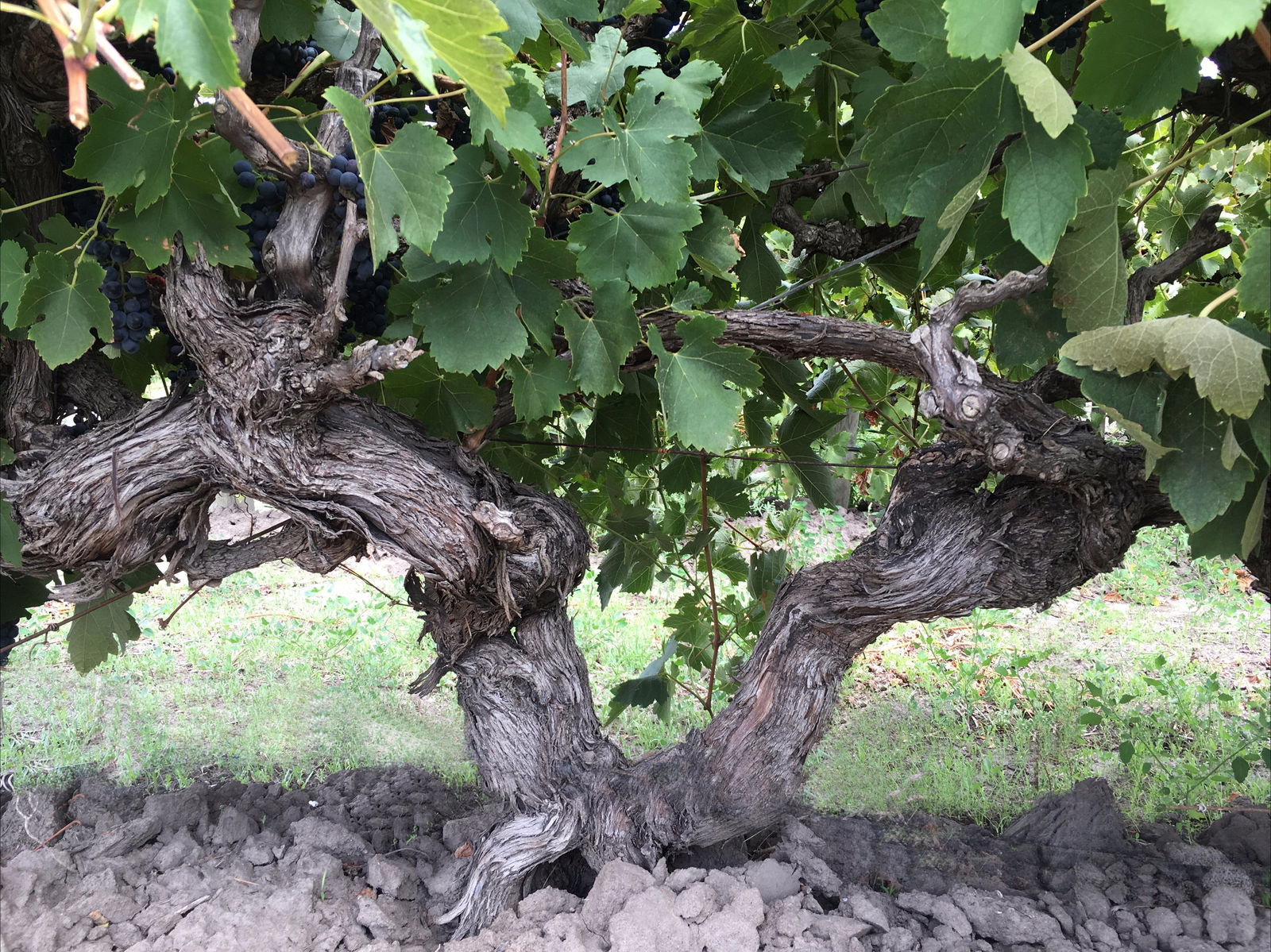 Tatachilla SA eAccommodation