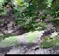 Nick Haselgrove Wines - eAccommodation