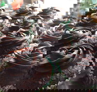 Govindas Pure Vegetarian - Burleigh Heads - eAccommodation