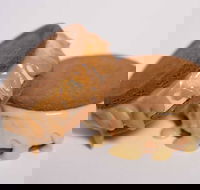 Gelato Messina - South Brisbane - eAccommodation