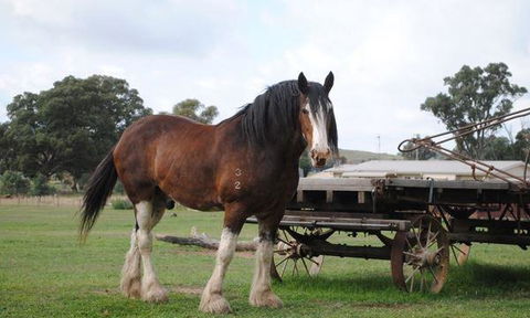 Jewels Indian Restaurant - eAccommodation 4