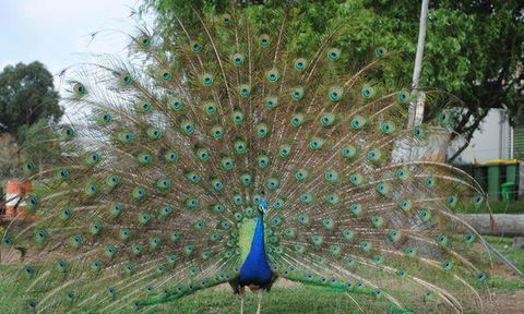 Jewels Indian Restaurant - eAccommodation 6