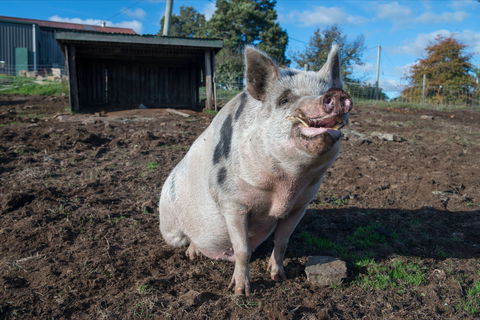 Holm Oak Vineyards - eAccommodation 1