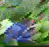 Tuckerberry Hill - eAccommodation