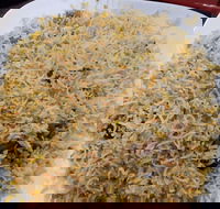 Man-O-Salwa - Clayton