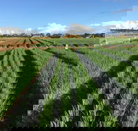 Hawkes Farm - eAccommodation