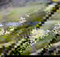 Barrgowan Vineyard - eAccommodation