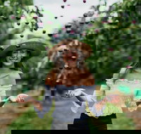 Cherryhill Orchards - eAccommodation