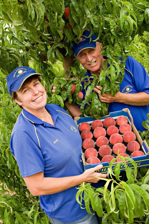 Willayoung Orchard - eAccommodation 0