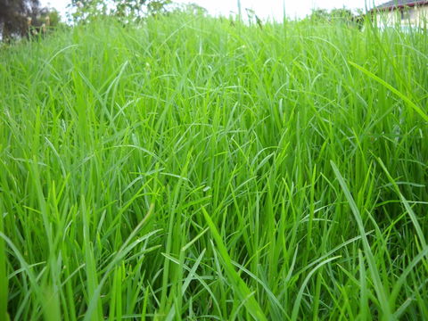 Aussie Home Cooked - eAccommodation 1