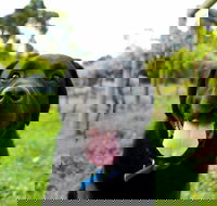 Every Man and His Dog Vineyard - eAccommodation