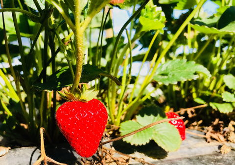 The Big Strawberry - eAccommodation 2