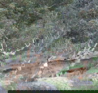 Hahndorf Venison - eAccommodation