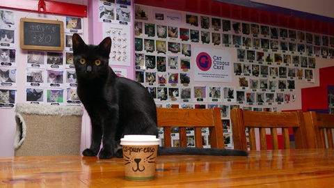 Cat Cuddle Cafe - eAccommodation 0