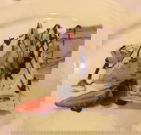 House Of Chow - eAccommodation