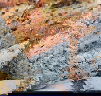 Lawley's Bakery Cafe - eAccommodation