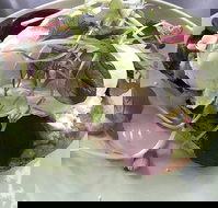 Public - eAccommodation