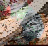 Ena Greek Street Food - eAccommodation