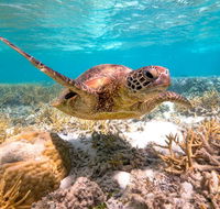 Heron Island Resort - eAccommodation