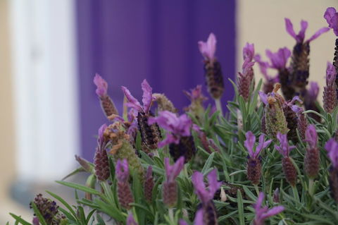 The Purple Door On Seaview - eAccommodation 0