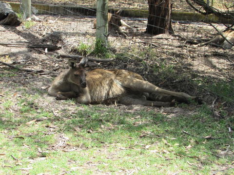 Lazy Days Cottage - Victor Harbor - eAccommodation 11