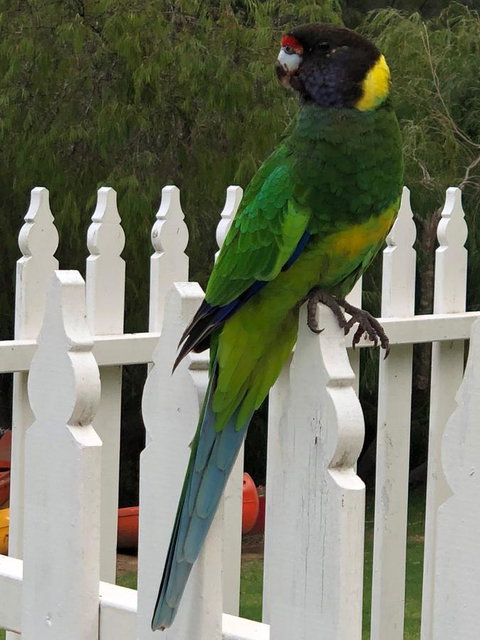 Riverview Tourist Park - eAccommodation 20