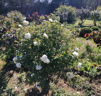 Carisbrook Country Retreat Motel - eAccommodation