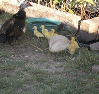 Corella Creek Country Farm Stay - eAccommodation
