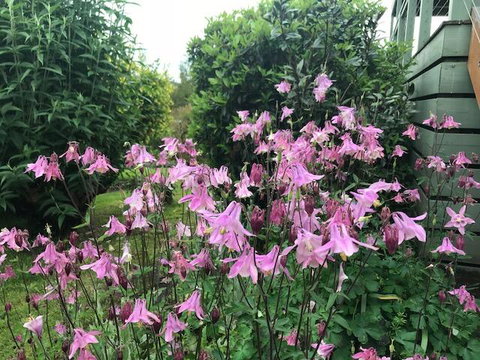 Forrest Willy Wagtail Studio - eAccommodation 2