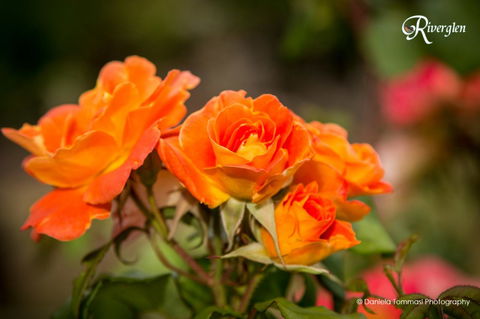 Riverglen Chalets - eAccommodation 39