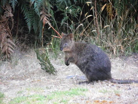 Riverside Retreat Chalets, Walpole - eAccommodation 22