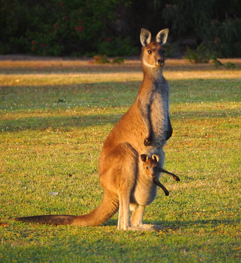 Riverside Retreat Chalets, Walpole - eAccommodation 21