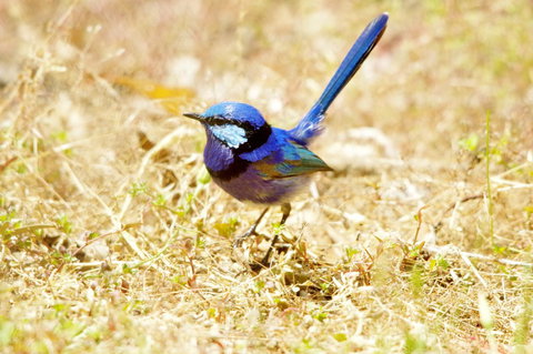 Yelverton Brook Conservation Sanctuary - eAccommodation 23