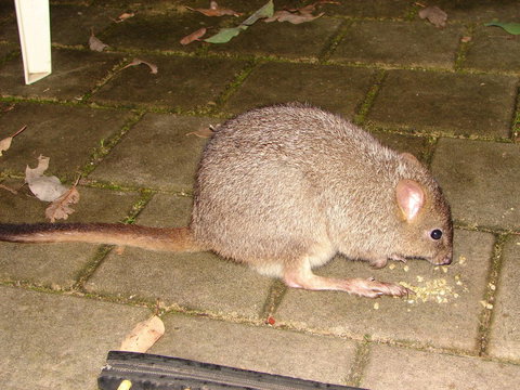 Yelverton Brook Conservation Sanctuary - eAccommodation 37