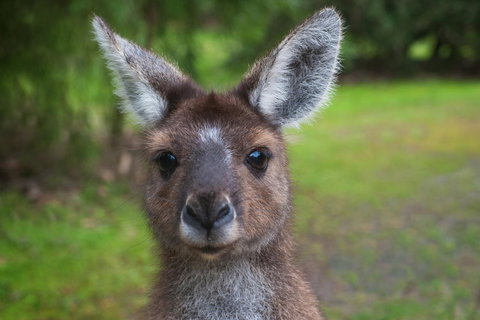 Yelverton Brook Conservation Sanctuary - eAccommodation 25