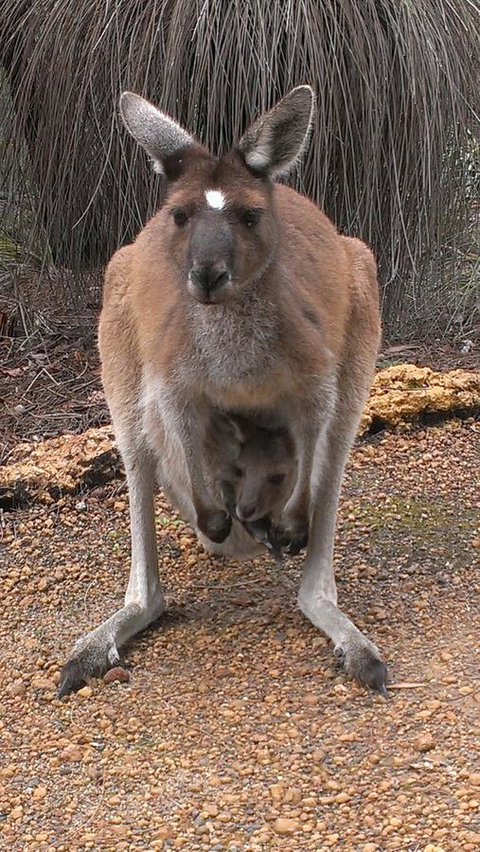 Yelverton Brook Conservation Sanctuary - eAccommodation 27