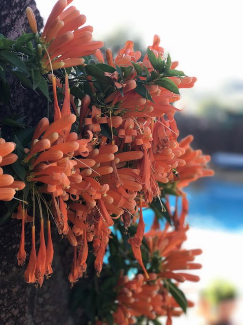 Swan Valley Rest Cottage - eAccommodation 23