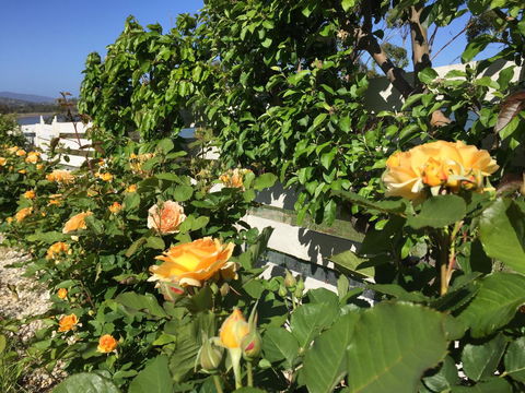 Garden By The Beach - Gateway To The East Coast, Close To Airport - eAccommodation 25