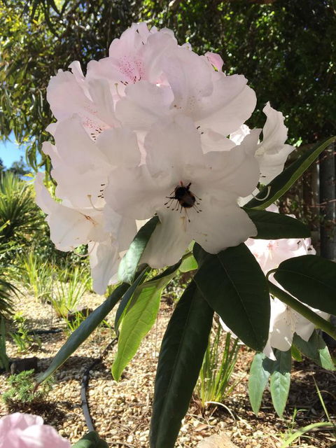 Garden By The Beach - Gateway To The East Coast, Close To Airport - eAccommodation 14