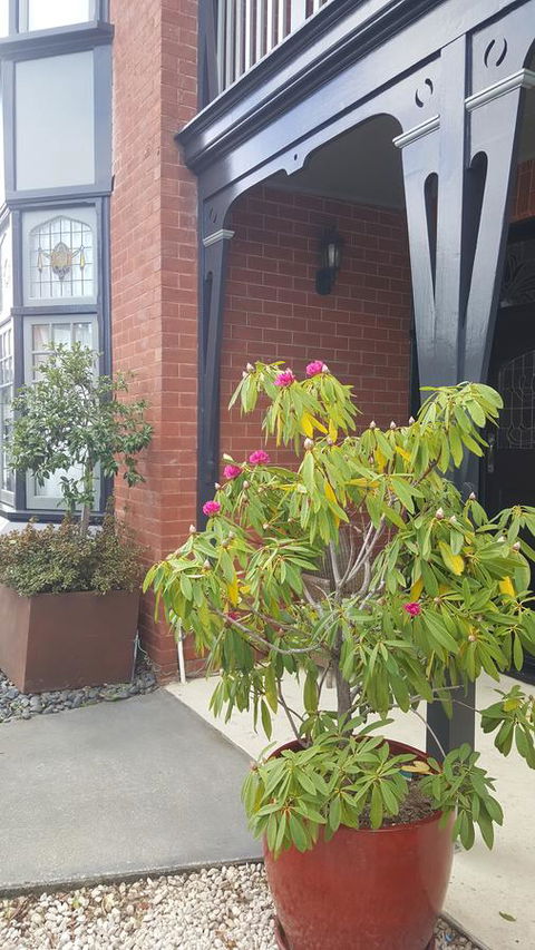 Insomnia On Elizabeth - eAccommodation 35