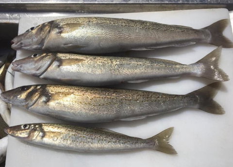 Seas The Day - eAccommodation 2